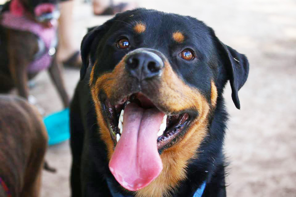 Drowzy Dawg Animal Rescue Texas - DrowzyDawg Drowzy Dawg Animal Rescue Texas - DrowzyDawg